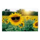Coole Sonnenblume